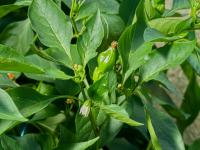 Paprika setá (Capsicum annuum)