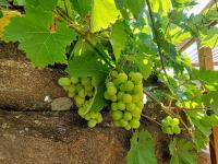 Réva vinná (Vitis vinifera)