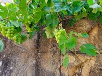 Réva vinná (Vitis vinifera)