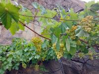 Réva vinná (Vitis vinifera)