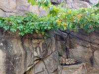 Réva vinná (Vitis vinifera)
