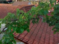 Réva vinná (Vitis vinifera)