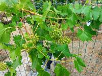 Réva vinná (Vitis vinifera)