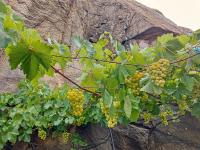 Réva vinná (Vitis vinifera)