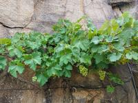 Réva vinná (Vitis vinifera)