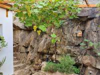 Réva vinná (Vitis vinifera)