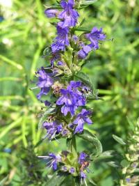 Yzop lékařský (Hyssopus officinalis)