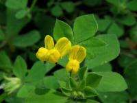 Štírovník jednoletý (Lotus ornithopodioides)