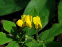 Štírovník jednoletý (Lotus ornithopodioides)