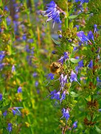 Yzop lékařský (Hyssopus officinalis)