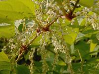 Křídlatka japonská (Reynoutria japonica)