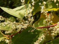 Křídlatka japonská (Reynoutria japonica)