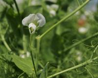 Hrách setý (Pisum sativum)