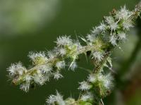 Kopřiva dvoudomá (Urtica dioica)