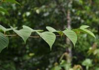 Křídlatka japonská (Reynoutria japonica)