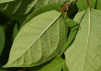 Křídlatka japonská (Reynoutria japonica)