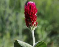 Jetel inkarnát (Trifolium incarnatum)