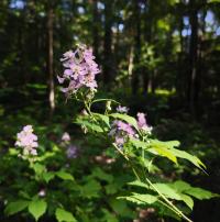 Ostružiník běloplstnatý (Rubus montanus)