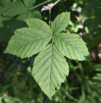 Ostružiník běloplstnatý (Rubus montanus)