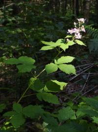 Ostružiník běloplstnatý (Rubus montanus)