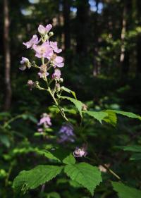 Ostružiník běloplstnatý (Rubus montanus)