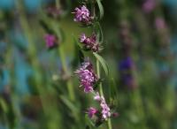 Yzop lékařský (Hyssopus officinalis)