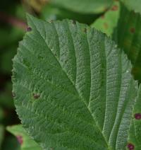 Ostružiník huňatý (Rubus gracilis)