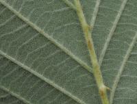 Ostružiník huňatý (Rubus gracilis)