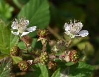 Ostružiník huňatý (Rubus gracilis)