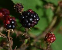 Ostružiník huňatý (Rubus gracilis)