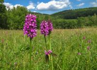 Bukvice lékařská (Betonica officinalis)