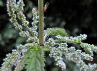 Kopřiva dvoudomá (Urtica dioica)