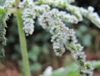 Kopřiva dvoudomá (Urtica dioica)