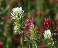 Jetel inkarnát (Trifolium incarnatum)