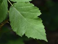 Ostružiník (Rubus latifolius)