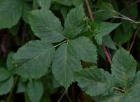 Ostružiník měkký (Rubus mollis)