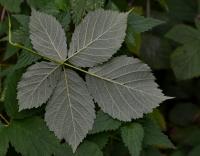 Ostružiník měkký (Rubus mollis)