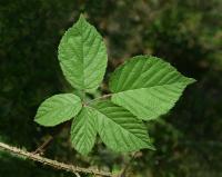 Ostružiník (Rubus hirsutifrons)