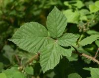 Ostružiník (Rubus hirsutifrons)