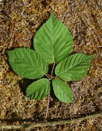 Ostružiník (Rubus hirsutifrons)