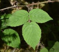 Ostružiník (Rubus hirsutifrons)
