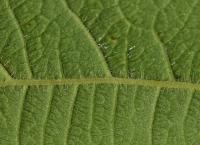 Ostružiník (Rubus hirsutifrons)