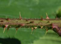 Ostružiník (Rubus hirsutifrons)