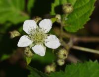 Ostružiník (Rubus hirsutifrons)