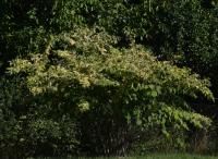 Křídlatka japonská (Reynoutria japonica)