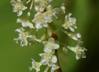 Křídlatka japonská (Reynoutria japonica)