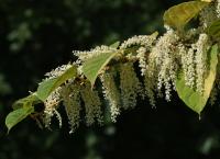 Křídlatka japonská (Reynoutria japonica)