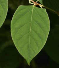 Křídlatka japonská (Reynoutria japonica)