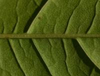 Křídlatka japonská (Reynoutria japonica)