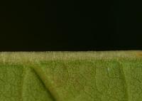 Křídlatka japonská (Reynoutria japonica)